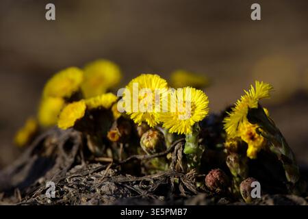 Fusshaut im Frühlingswald, selektiver Fokus auf Mutter- und Stiefmutter-Erstblüten. Blühende Tussilago farfara im märz Stockfoto