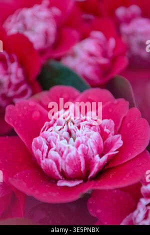 Vertikale Blütenzusammensetzung magentafarbener Kamelien-Anemonen-Blüten mit weiß umrandeten Innenblättern, bedeckt mit Wassertröpfchen. Weicher Fokus und flach Stockfoto