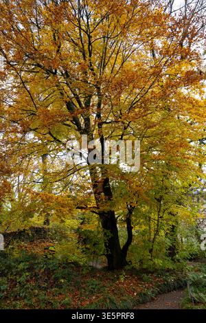 Buche im Herbst Stockfoto