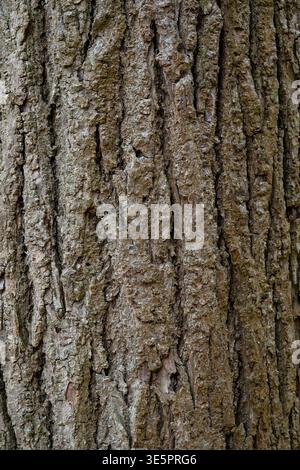 Oberfläche der Rinde eines Baumes Stockfoto