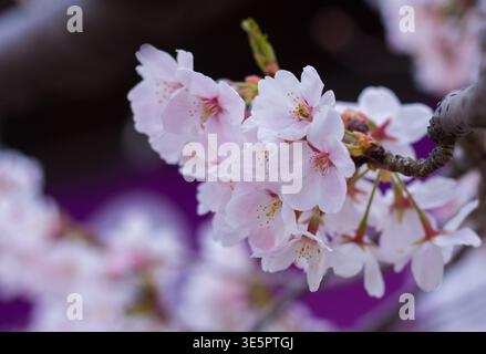 Prunus x yedoensis „Somei-yoshino“, Yoshino-Kirsche, japanische Sakura-Blumen in der Nähe, ornamentale blühende Kirschzweige, Kirschblütenfest Stockfoto