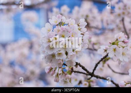 Prunus x yedoensis „Somei-yoshino“, Yoshino-Kirsche, japanische Sakura-Blumen in der Nähe, ornamentale blühende Kirschzweige, Kirschblütenfest Stockfoto