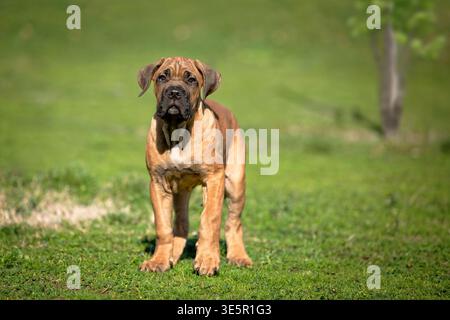 Ganzkörperporträt eines Cane Corso Hündchens, der auf grünem Gras steht und direkt in die Kamera blickt. Starke und selbstbewusste Präsenz mit Prot Stockfoto