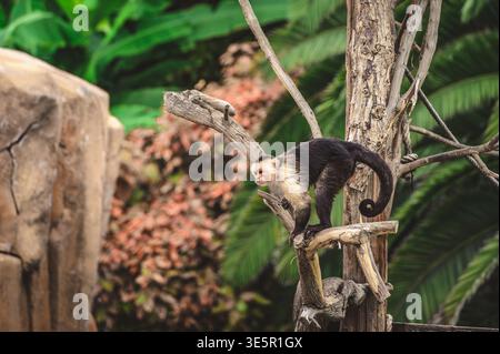 Weißer Kapuzineraffe auf Baumzweig, Wildlife Scene Teneriffa Kanarische Inseln, Loro Parque Habitat, neugieriger Primat in tropischer Umgebung mit Stockfoto