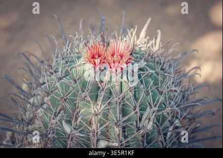 Blühender Fasskaktus mit roten Blüten in trockener vulkanischer Landschaft, Teneriffa Kanarische Inseln Spanien; Makroansicht der stacheligen Wüstenkaktus Pflanze, natürlich Stockfoto