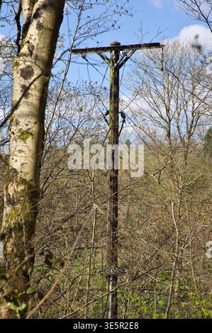 Wooden Telegraph oder Elektrizitätspol im dichten Wald. Stockfoto