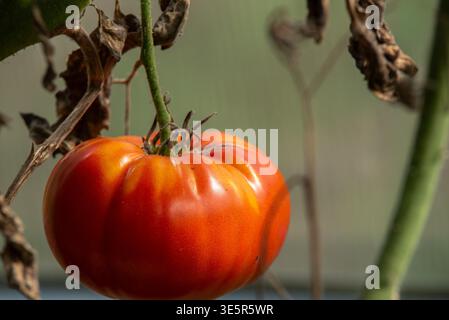 Nahaufnahme einer großen Reifen roten Erbtomate auf der Rebe mit getrockneten Blättern in einem Gewächshaus. Stockfoto