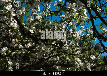 Apfelbaumzweige, die mit weißen Blüten bedeckt sind, bilden an einem sonnigen Frühlingstag ein dichtes Baldachin vor einem leuchtend blauen Himmel. Stockfoto