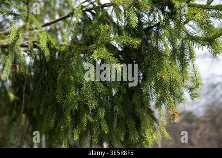 Grüne Fichtenzweige mit Nadeln in einem Nadelwald an einem sonnigen Tag. Stockfoto
