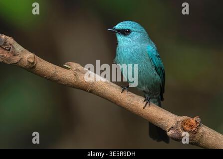 Ein Verditer Flycatcher (Eumyias thalassinus), der in Dosdewa in den Khasi-Hügeln des Distrikts Karimganj, Assam, Indien, entdeckt wurde. Stockfoto