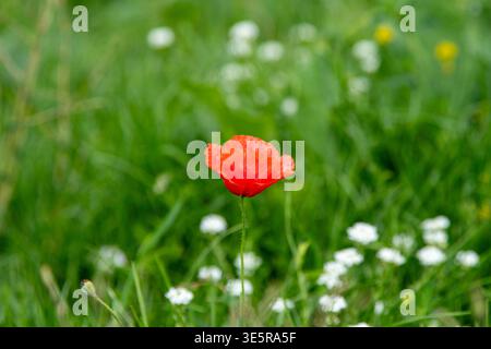 Mohnblumen und weiße Blumen in grüner Natur Stockfoto