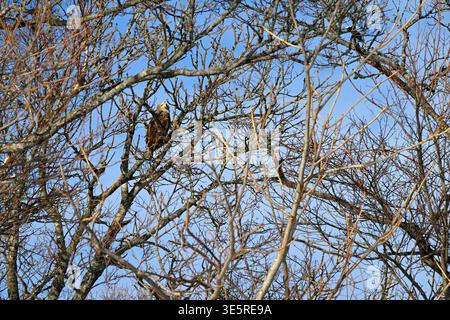 Seeadler auf einem Baum auf Hokkaido, Japan. Stockfoto