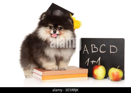 Flauschiger Pommerscher Welpe mit Abschlussmütze, der auf Büchern neben Tafel und Äpfeln auf weißem Hintergrund sitzt Stockfoto
