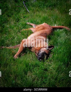 Belgischer Malinois-Hund, der auf der Green Grass Farm im Freien in Marokko liegt Stockfoto