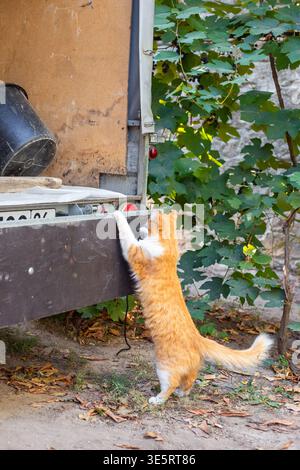Ingwerkatze steht auf Hinterbeinen und lehnt sich draußen auf einen Anhänger. Haustier, neugieriges Tier, Katze spielen, Gartenleben. Stockfoto