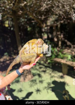 Eichhörnchen-Affenmutter, die das Baby auf dem Rücken trägt, während es in der Hand gehalten wird. Stockfoto