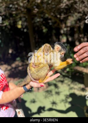 Eichhörnchen-Affenmutter, die das Baby auf dem Rücken trägt, während es in der Hand gehalten wird. Stockfoto