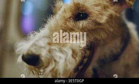 Nahaufnahme eines Drahtschuchs-Terriers, der Zunge und lange Barthaare zeigt Stockfoto