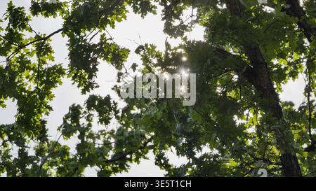 Sonnenstrahlen, die durch das grüne Eichenlaub in einem Walddach platzen Stockfoto
