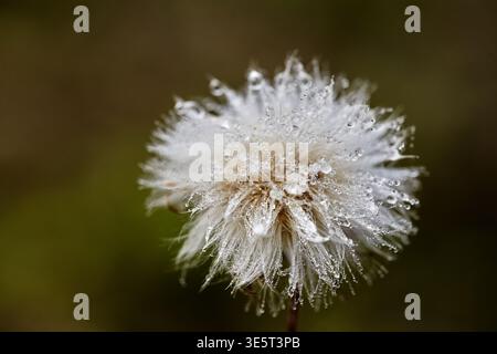 Makronaht eines einzelnen taufrischen Wildblumenkörpers auf einem schlanken Stiel mit flauschigen weißen Pappussträngen, bedeckt mit Wassertröpfchen gegen ein weiches grünes B Stockfoto