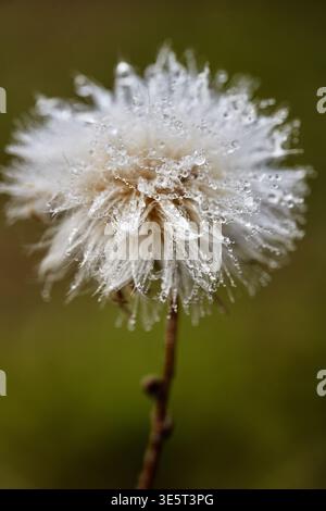 Makronaht eines einzelnen taufrischen Wildblumenkörpers auf einem schlanken Stiel mit flauschigen weißen Pappussträngen, bedeckt mit Wassertröpfchen gegen ein weiches grünes B Stockfoto