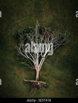 Topdown-Baum in Grüntönen. Hintergrundbild Stockfoto