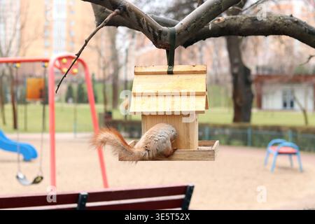 Ein Eichhörnchen kletterte in ein Vogelfutter, um Nüsse zu bekommen. Ein großes rotes Eichhörnchen sitzt auf einem hölzernen Vogelfutterhäuschen, das an einem Baumzweig hängt. Ein Spielplatz Stockfoto