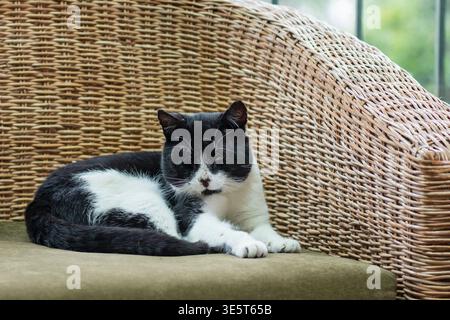 Schwarz-weiße Katze auf Korbstuhl in gemütlicher Atmosphäre Stockfoto