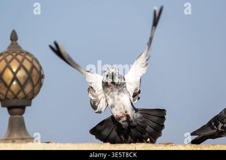 Wildtaube (Columba livia domestica), die von einem kunstvollen Dach in Dubai, VAE, geflogen ist Stockfoto