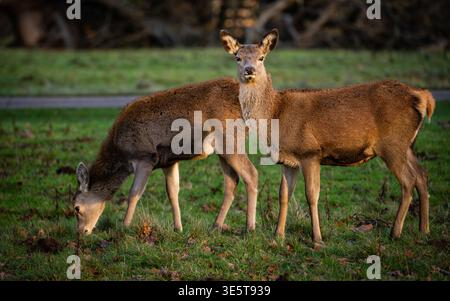 Zwei Red Deer Hind fotografiert im Studley Royal Deer Park, Herbst 2025. Stockfoto