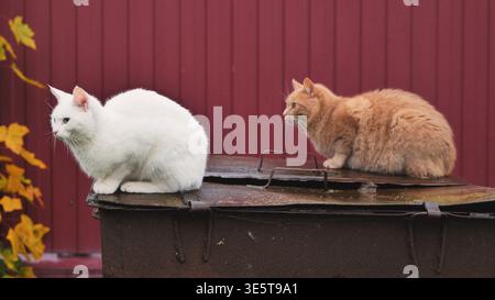 Zwei Hauskatzen sitzen auf einem Metallbehälter in einer herbstlichen Umgebung im Freien Stockfoto