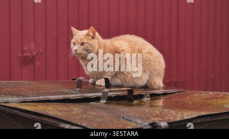 Die orangene Tabbykatze sitzt auf einem rostigen Müllcontainer und sieht mürrisch vor dem roten Zaun aus Stockfoto