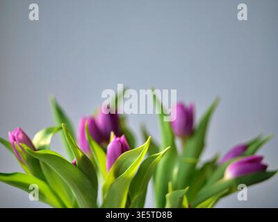 Nahaufnahme von rosa und violetten Tulpen mit leuchtend grünen Blättern in sanftem natürlichem Sonnenlicht. Frischer Frühlingsstrauß mit geringer Schärfentiefe und verschwommener Farbe Stockfoto