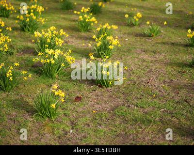 Feld der gelben Narzissen blüht im grünen Gras in einem Park. Haufen wilder Narzissen, die an einem sonnigen Frühlingstag auf einer Wiese wachsen. Natürliches lan Stockfoto