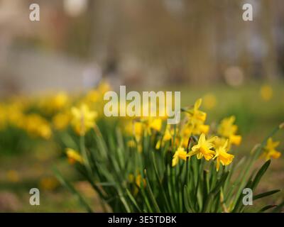 Nahaufnahme von gelben Narzissen, die in einem Park mit weichem Bokeh-Hintergrund blühen. Niedrigwinkelaufnahme von wilden Narzissenblüten im grünen Gras an einem sonnigen Frühling Stockfoto