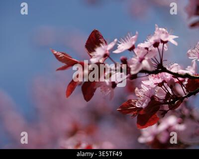 Traumhafte Makroaufnahme von rosa Kirschblüten mit weichem Bokeh, Nahaufnahme von Frühlingsblumen auf einem Baum vor blauem Himmel, aus dem Fokus floraler Hintergrund Stockfoto