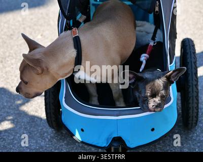 Bei einer Nahaufnahme aus einem Hochwinkel werden zwei kleine Hunde in einem leuchtend blau-grauen Kinderwagen an einem sonnigen Tag gefangen. Ein bräunlicher, kurzhaariger Hund, der sich lehnt Stockfoto