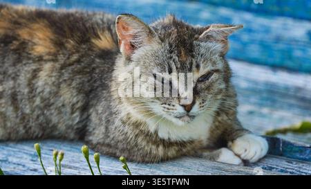 Tabby-Katze, die draußen auf einer Holzbank mit geschlossenen Augen ruht und den Sonnenschein genießt Stockfoto