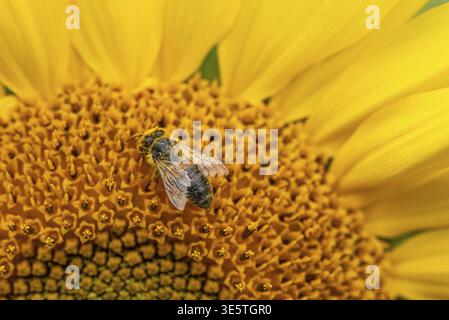 Makroaufnahme einer Honigbiene (APIs mellifera) auf der hellgelben Blüte einer Sonnenblume (Helianthus annuus), Deutschland Stockfoto