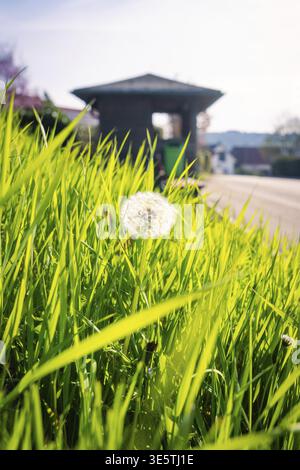 Einzelner Löwenzahn auf grünem Gras, im Hintergrund eine verschwommene Straße bei Sonnenschein, Gechingen, Bezirk Calw, Deutschland Stockfoto