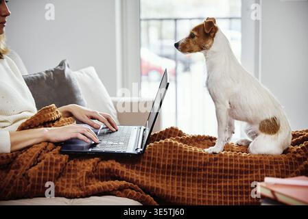 Frau liegt auf der Couch mit Hund und verwenden Laptop für die Arbeit. Heimarbeitsplatz, Telearbeit Stockfoto