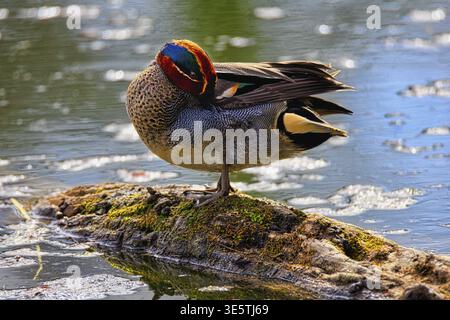 Eine Ente steht auf einem moosigen Baumstamm im Wasser unter Sonnenschein, Crickente, Anas crecca Petit Camargue, Elsass, Frankreich Stockfoto