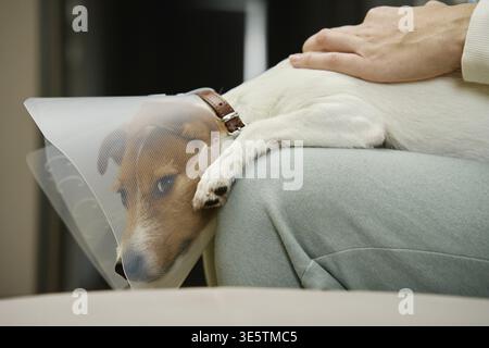 Frau streichelt Hund mit medizinischem Plastikhalsband zu Hause. Weibliche Besitzerin kümmern sich um einen süßen Hund mit elisabethanischem Kragen. Trauriger Jack Russell Terrier im Tierkegel Stockfoto