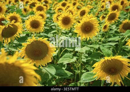 Sonnenblumenfeld. Blühende Sonnenblumen-Plantage auf dem landwirtschaftlichen Feld am Sommertag. Helle Sommerlandschaft Stockfoto