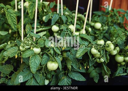 Grüne Tomate in Töpfen zum Verkauf auf dem Bauernmarkt. Pflanzen für Setzlinge Stockfoto