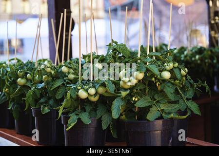 Grüne Tomate in Töpfen zum Verkauf auf dem Bauernmarkt. Pflanzen für Setzlinge Stockfoto