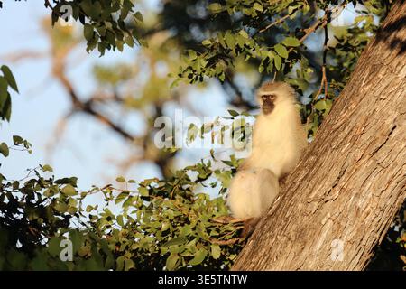 Grüne Meerkatze/Meerkatze/Cercopithecus aethiops Stockfoto