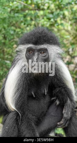 Erwachsener Kolobus-Affe, der auf einem unbefestigten Pfad im Wald sitzt, in einem friedlichen Moment gefangen Stockfoto