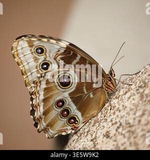 Blue Morpho Butterfly (Morpho peleides) in Victoria Butterfly Gardens auf Vancouver Island, British Columbia, Kanada Stockfoto