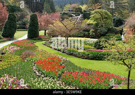 Malerischer Blick auf die malerischen Blumenbeete des Sunken Garden von oben im Frühjahr, Butchart Gardens, Vancouver Island, British Columbia, Kanada. Stockfoto